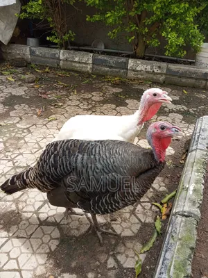 4 Turkeys and 2 Broilers