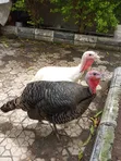 4 Turkeys and 2 Broilers - 2