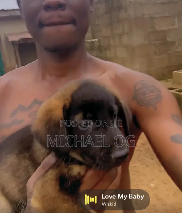 Purebred German Shepherd Puppy (1-3 Months) - 1