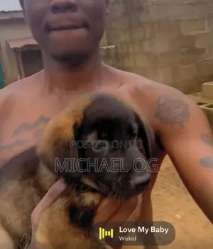 Kare Mai Tsarki na German Shepherd (Wata 1-3)