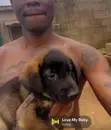 Purebred German Shepherd Puppy (1-3 Months) - 1