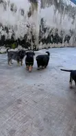 Purebred German Shepherd Puppy (1-3 Months) - 3