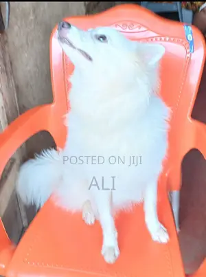 American Eskimo Dog, Male, 1+ Year Old