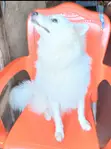 American Eskimo Dog, Male, 1+ Year Old - 1