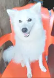 American Eskimo Dog, Male, 1+ Year Old - 3