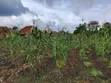 2 Plots of Land for Sale in Emiloro, Oda, Akure - 3