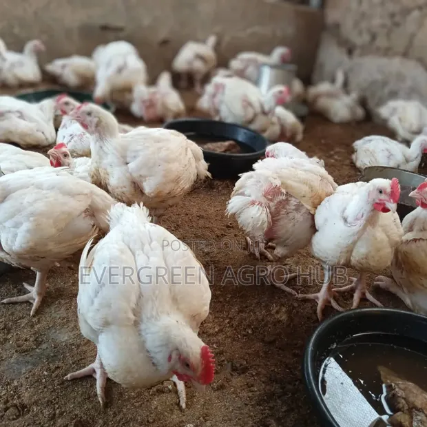 Matured Broiler Chicken - 1