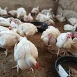 Matured Broiler Chicken - 1