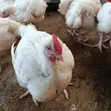 Matured Broiler Chicken - 2