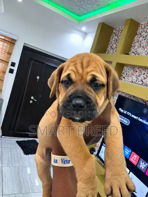 Bakar Boerboel Yarinya - Wata 1-3 Mace