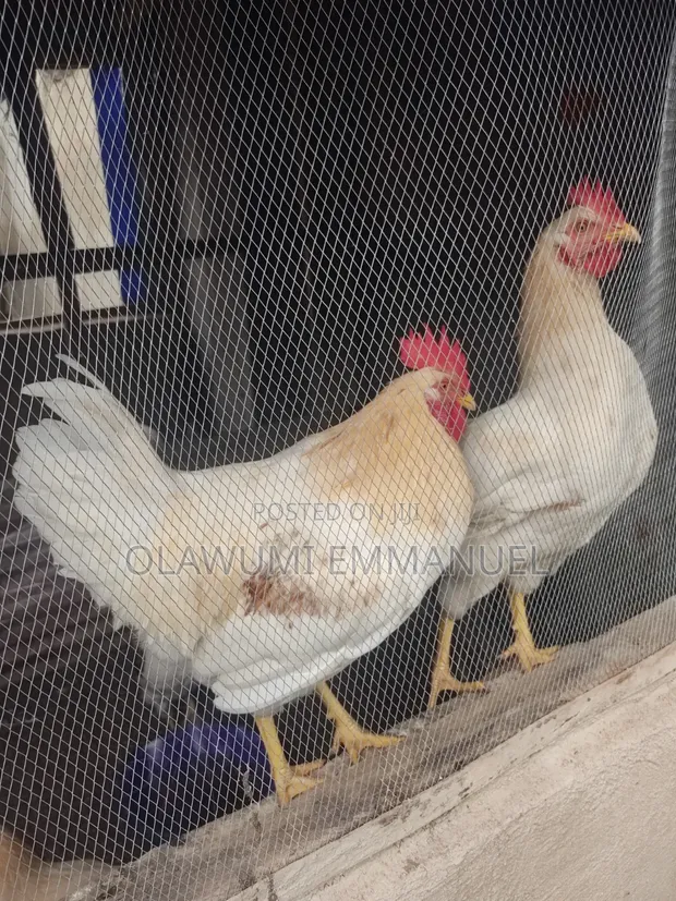 Organically Trained Matured Cockerel - 1
