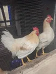Organically Trained Matured Cockerel - 1