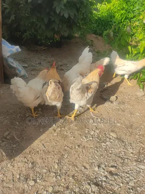 Organically Trained Matured Cockerel
