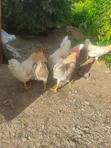 Organically Trained Matured Cockerel - 2