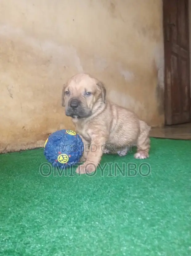 1-3 Month Male Purebred Boerboel Puppy - 1