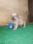 1-3 Month Male Purebred Boerboel Puppy - 1