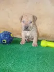 1-3 Month Male Purebred Boerboel Puppy - 2