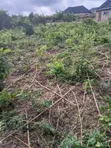 Strategic 4 Plots of Land for Sale in Ido - 1