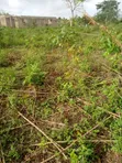 Strategic 4 Plots of Land for Sale in Ido - 3