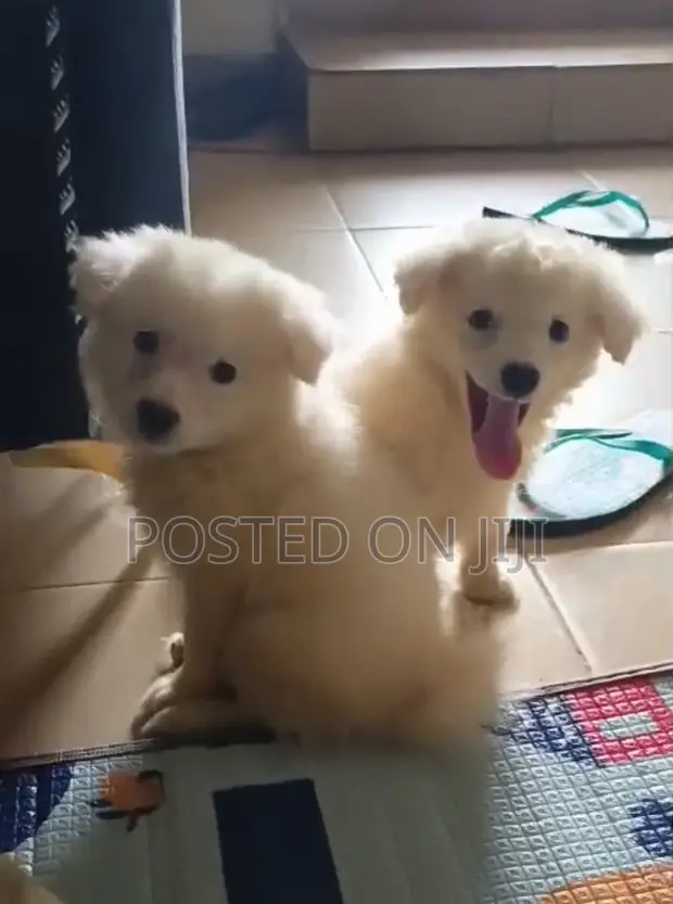 Male American Eskimo Puppy - 1-3 Months - 1