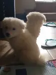 Male American Eskimo Puppy - 1-3 Months - 2