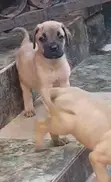Yar Boerboel Mai Tsarki, Wata 1-3 - 1