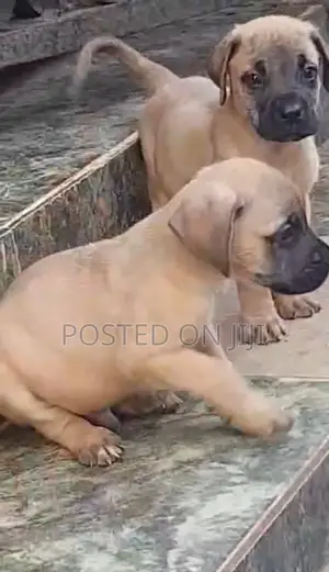 Yar Boerboel Mai Tsarki, Wata 1-3