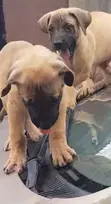 Yar Boerboel Mai Tsarki, Wata 1-3 - 3