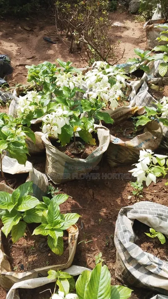 Sabis na JT Premier Flower Garden don Kyautata lambuna - 1