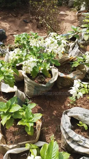 JT Premier Flower Garden Beautification Services