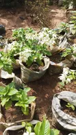 Sabis na JT Premier Flower Garden don Kyautata lambuna - 1