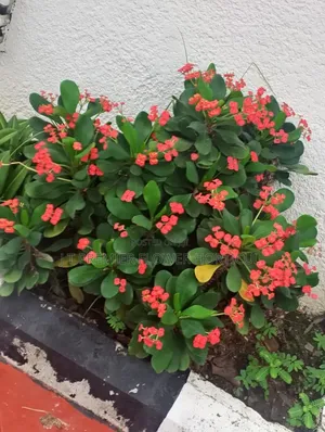 Sabis na JT Premier Flower Garden don Kyautata lambuna