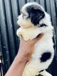 Yar Akuya ta Lhasa, Wata 1-3 Da Haihuwa - 1
