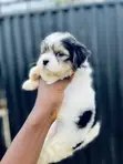 Yar Akuya ta Lhasa, Wata 1-3 Da Haihuwa - 2