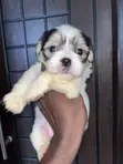 Yar Akuya ta Lhasa, Wata 1-3 Da Haihuwa - 4