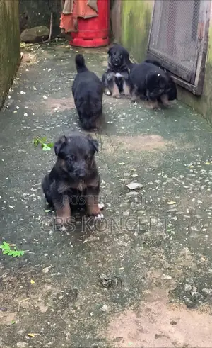 Female Purebred German Shepherd Puppy (1-3 Months)