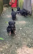 Female Purebred German Shepherd Puppy (1-3 Months) - 1