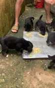 Female Purebred German Shepherd Puppy (1-3 Months) - 2
