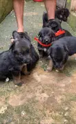 Female Purebred German Shepherd Puppy (1-3 Months) - 3