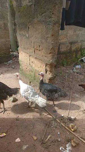 Turkeys and Chickens for Sale