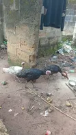Kaji da Aladu don Siyara - 2