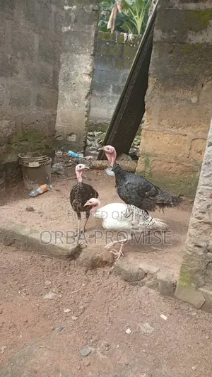 Kaji da Aladu don Siyara