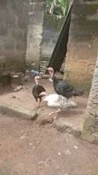 Kaji da Aladu don Siyara - 3