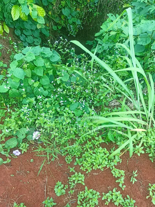 100x100ft Land with Extra 25ft at Back for Sale in Benin City - 1