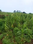 100x100ft Land with Extra 25ft at Back for Sale in Benin City - 2