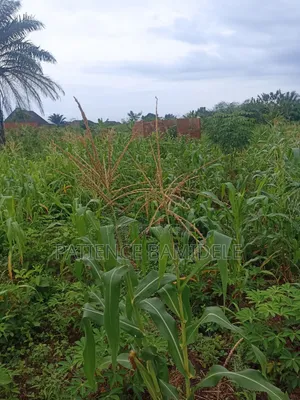 100x100ft Land with Extra 25ft at Back for Sale in Benin City