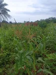 100x100ft Land with Extra 25ft at Back for Sale in Benin City - 3