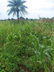100x100ft Land with Extra 25ft at Back for Sale in Benin City - 4
