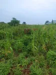 100x100ft Land with Extra 25ft at Back for Sale in Benin City - 5