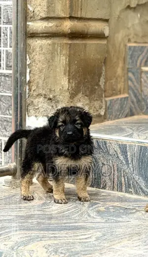1-3 Months Female Purebred German Shepherd Puppy